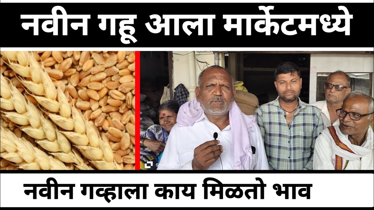 नवीन गहू आला मार्केटमध्ये || नवीन गव्हाला काय मिळतो भाव