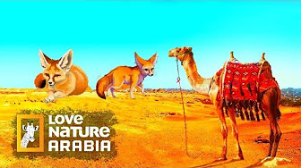 اخطر الحيوانات المفترسة Youtube