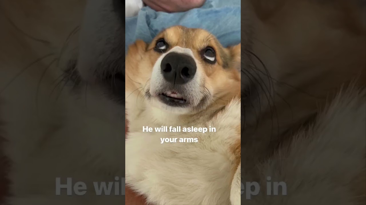 Corgi likes to fall asleep in your arms 🥰 