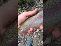Nice Rainbow Trout creek
