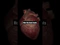 Learn How The Heart Beats Heartbeat Cardiovascularhealth Biology Physiology mp3