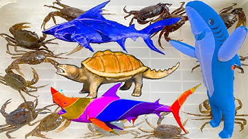 Kem Ốc Chanel lấy snack bim bim bẫy cá mập xanh, cứu con cua, con cá, kì nhông, cá nóc, cá puly, koi