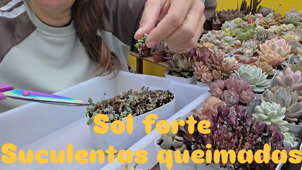 🌵🌞 “Perdas de Suculentas com calor extremo! 😢 Dicas e manutenção para salvar algumas espécies ”🪷🌵