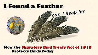 I Found a Feather - Can I Keep It How the Migratory Bird Treaty Act of 1918 Protects Birds Today