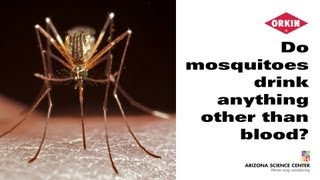 Do mosquitoes drink anything other than blood?