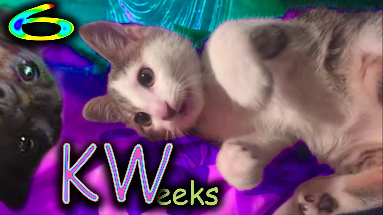 KWeeks - Kitten Takeover (6)
