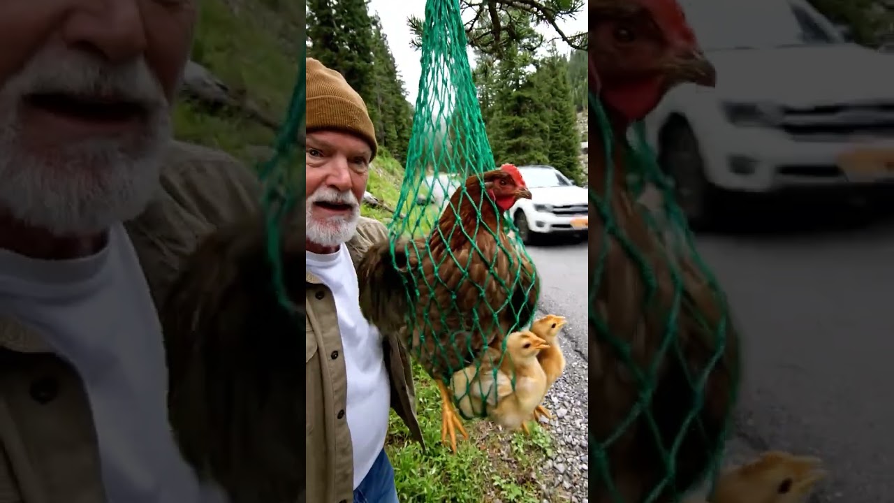 A Kind Man Helped a Hen and Her Chicks on the Roadside - A Touching Story