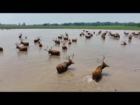 Video: Pet Scoop: Nový savec byl 