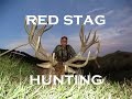 RED STAG HUNTING NEW ZEALAND