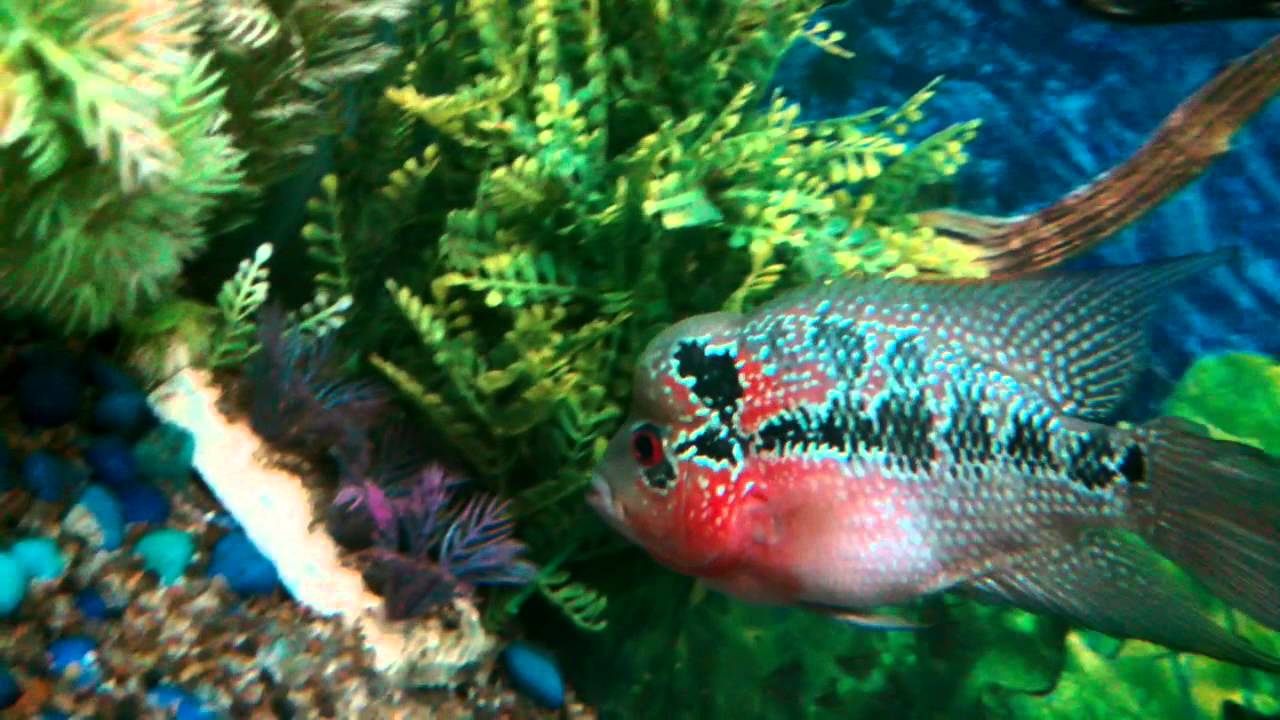 4 inch flower horn kok YouTube