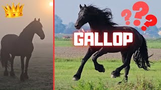 Who am I riding?😍 | Foggy morning | Full gallop | Friesian Horses