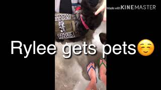 Service dog attacked at Lowe’s!!