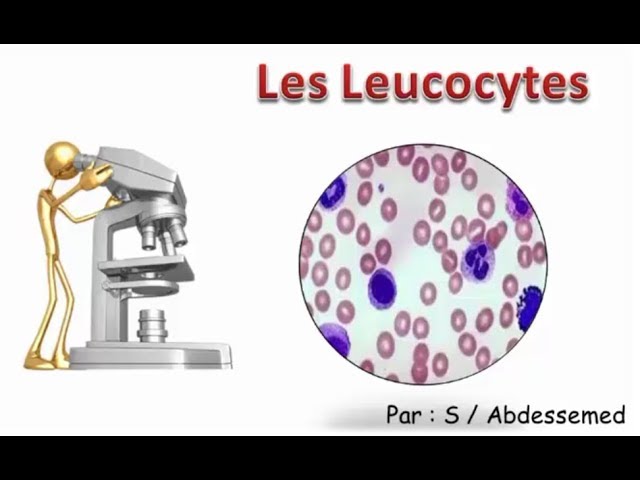Leucocytes et hématies dans les urines - YouTube