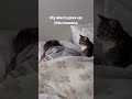 Cat waking me up in the Morning 😼 | Cat Alarm ⏰️ Funny Pet #Pet #CatArarm #FunnyCat
