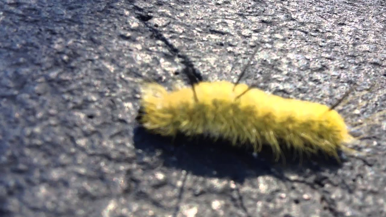 What does the black and orange fuzzy caterpillar eat?