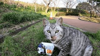先輩が食べ残したご飯をムシャムシャと食べる子猫