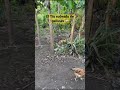 El Tío rodeado de gallinas El Salvador 🇸🇻 (short)