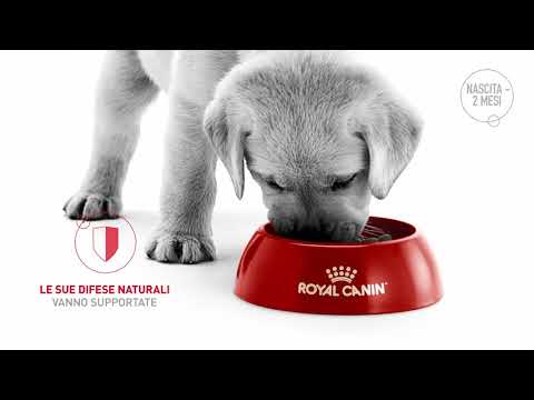 Royal Canin: Le fasi di vita del cucciolo