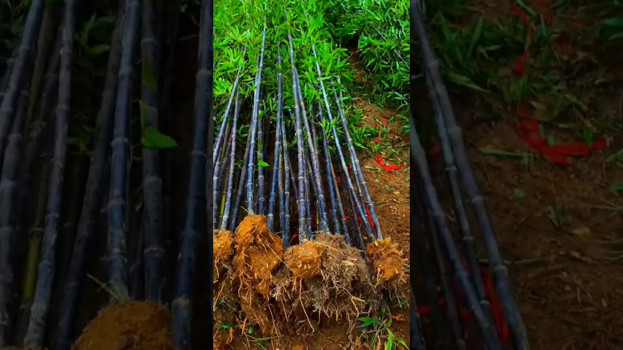Ver Purple Bamboo One Of The Most Precious #satisfying #short en YouTube Ver Purple Bamboo One Of The Most Precious #satisfying #short en YouTube