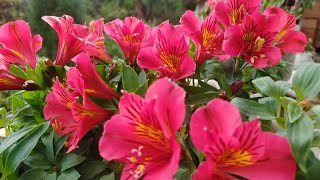 little some flowers collection of my garden 🏡#entertainment #viral @sandrukpa @jaynalrai1100