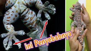Penyebab Tokek Rumah MaGer dan Susah Makan | Perawatan Tokek | Tokay Gecko Big Size