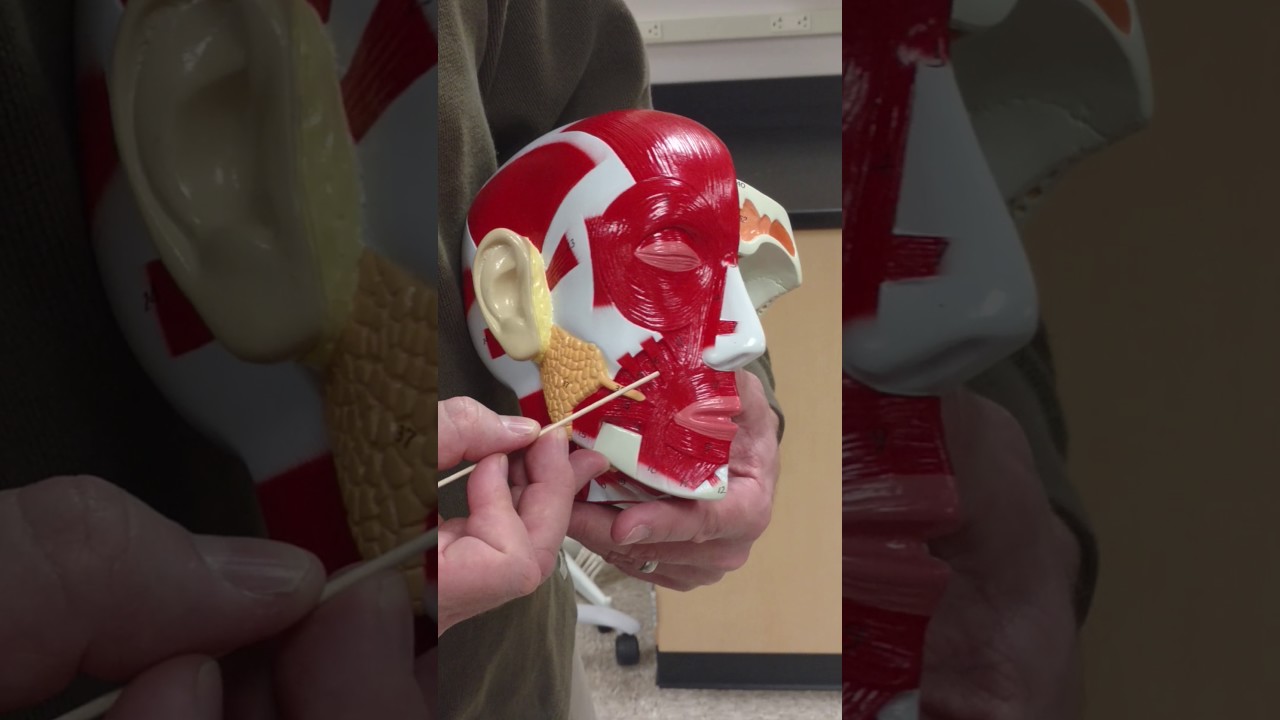 video editing software free Muscles of the Head