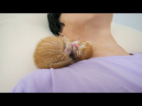 <strong>My</strong> Baby Kitten Walking to <strong>Sleep</strong> with Me!