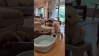 This little dog has no idea what happened #funnydog #cutedog #funnydogs #doglover #dogoftheday