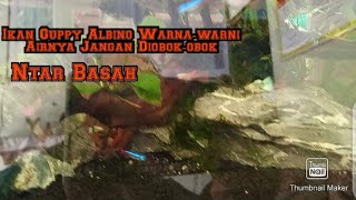 Ikan Guppy Albino Warna-warni Airnya Jangan Diobok-obok Ntar Basah