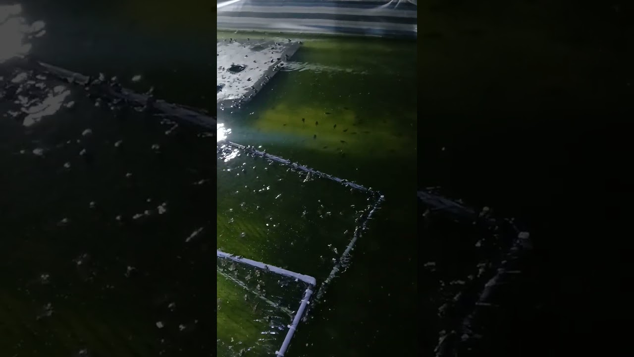 cap nhat nong noc ech sau 12 ngay #fishing