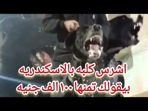 روحنا  نشوف  ا  ش  ر  س  نتايه  بس  السعر  عاملى  صدمه  ودوخه  شوف  حصل  ايه