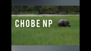 Chobe NP, Botswana | Keeping up with Kim
