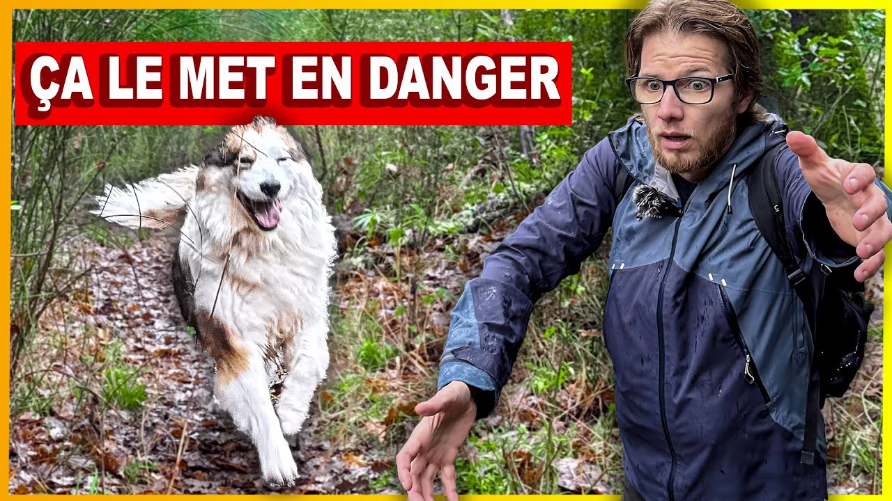 Il refuse votre RAPPEL - Et ce n’est pas un problème d’obéissance