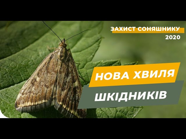 Розслаблятись рано. Захищаємо соняшник!