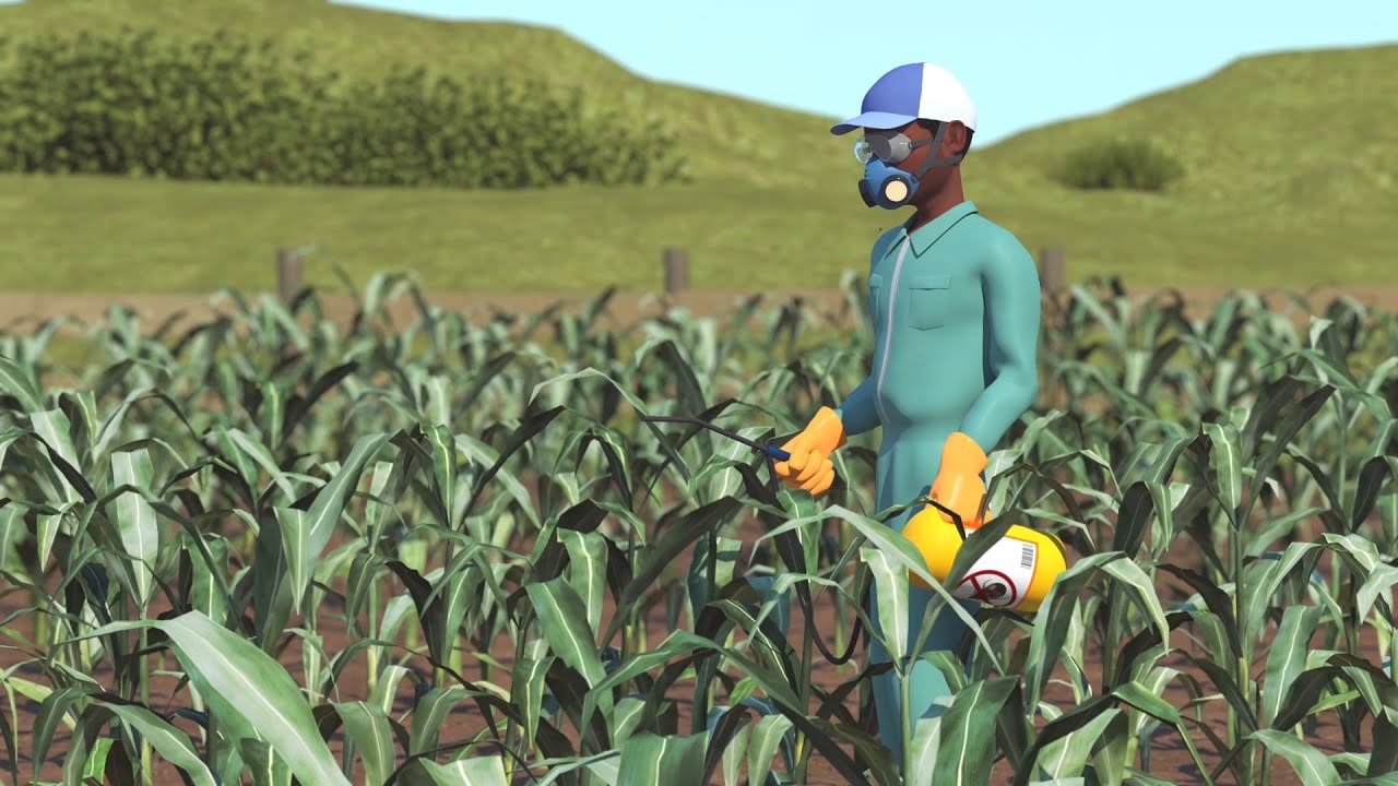 How to Identify and Scout for Fall Armyworm: Variant for South Sudan in English (USA)