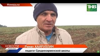Школьный урожай в Мамадышском районе