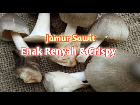 Resep Jamur Sawit Krispi