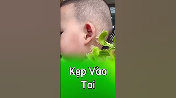 Bị cây bẫy kẹp kẹp vào tai 😮😮😮  #câybắtmồi  #câybẫykẹp