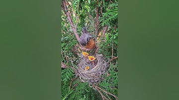 American Robin Nest | Journey from Empty Nest to Chirping Nestlings