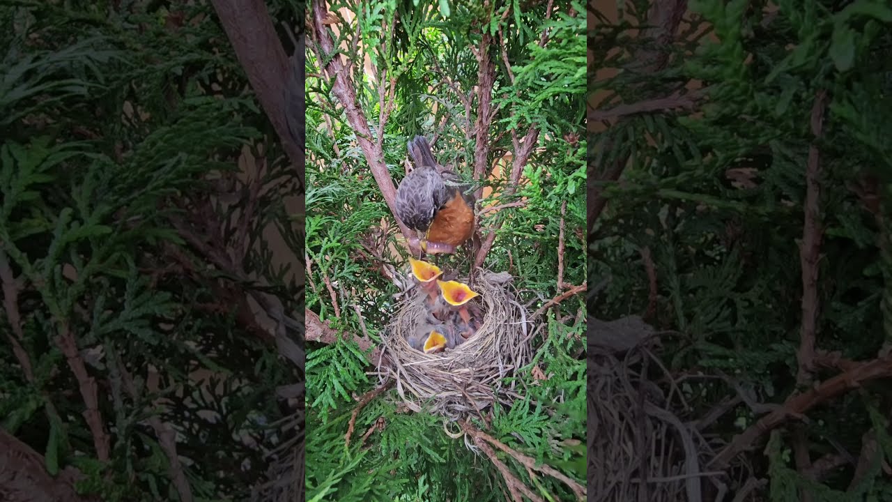 American Robin Nest | Journey from Empty Nest to Chirping Nestlings