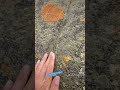 Why do people think giants existed ?