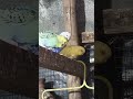 mere budgies #funny