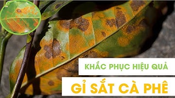 GỈ SẮT CÂY CÀ PHÊ DO ĐÂU VÀ TRỊ THẾ NÀO?