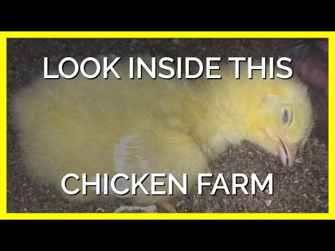 Dead and Dying Chicks Cover the Floor of Filthy Shed