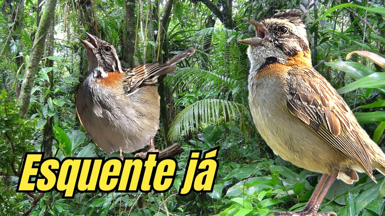 Fêmea de Tico Tico macheando e pedindo gala para esquentar chamando