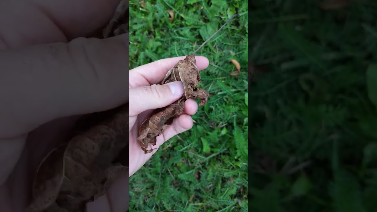 The sound of dry leaves crushing. 