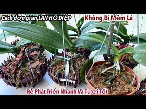 Cách Đơn Giản Để Lan Hồ Điệp Không Bị Mềm Lá | Rễ Phát Triển Nhanh Và Tươi Tốt | Foci