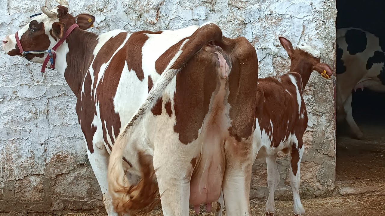 سوق البقر في معرة مصرين بقر حليب حطيط ارتفاع سعر اللحم بتاريخ 2/15لتواصل 994408588064+