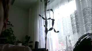 HTC One X: Front-Facing Camera Video Sample