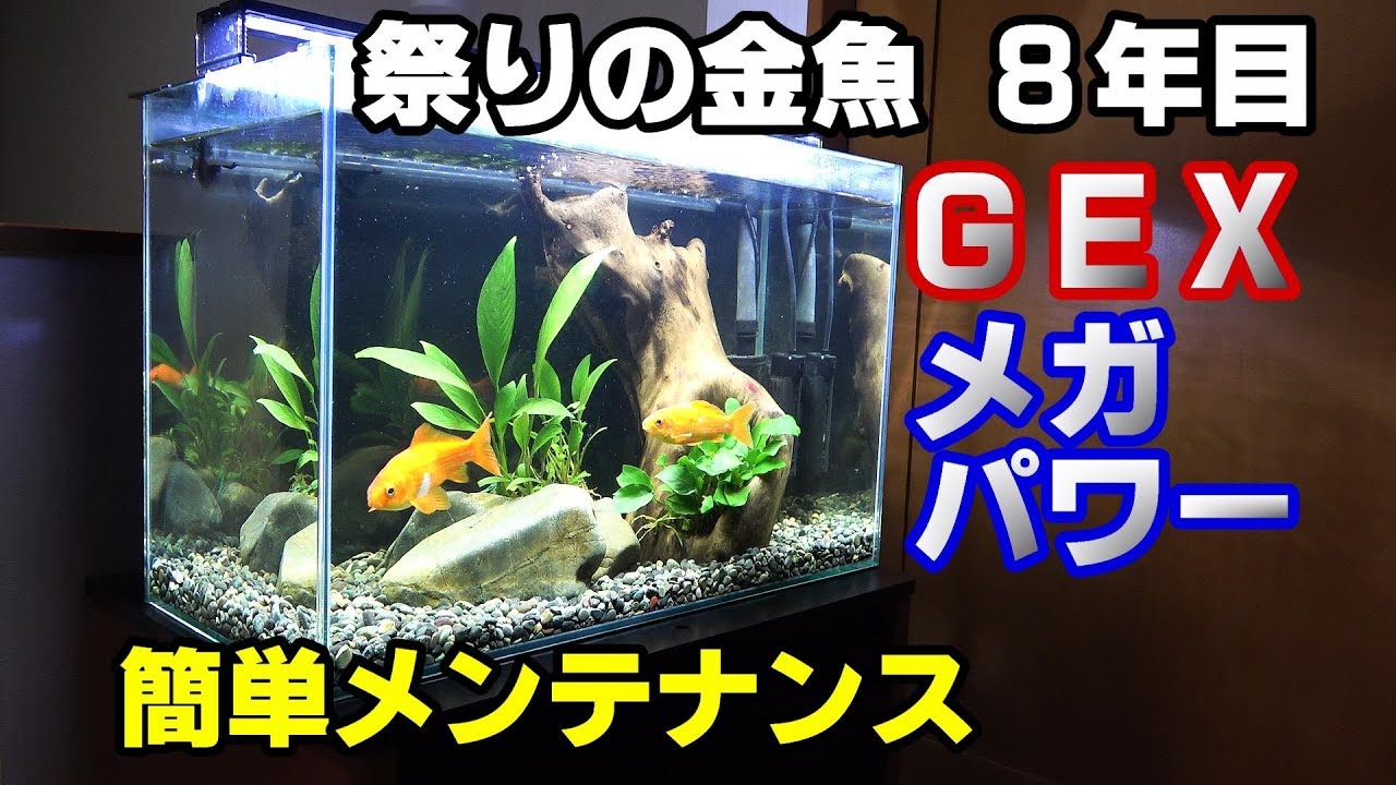 祭りの金魚8年 外部フィルター掃除 半年の汚れは Youtube